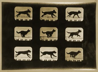 Hunde laufen, aus der Serie 